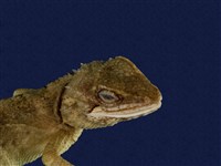 Swinhoe’s tree lizard Collection Image, Figure 11, Total 11 Figures